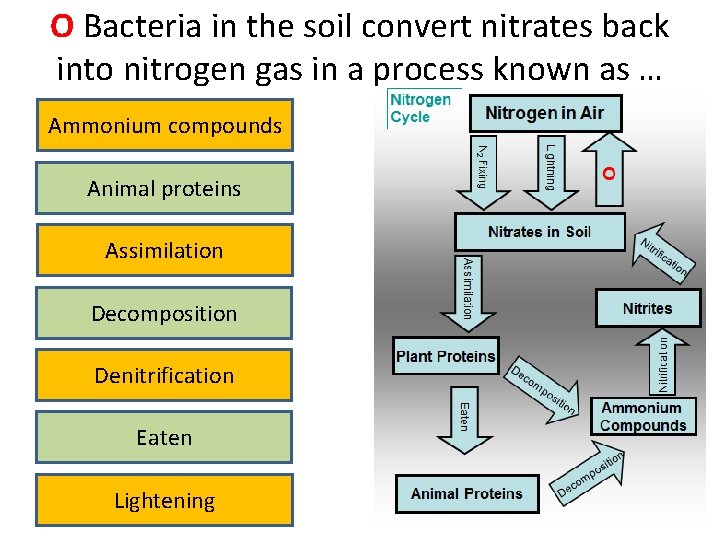 O Bacteria in the soil convert nitrates back into nitrogen gas in a process