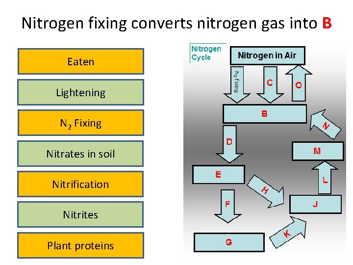 Nitrogen fixing converts nitrogen gas into B Eaten Lightening N 2 Fixing Nitrates in