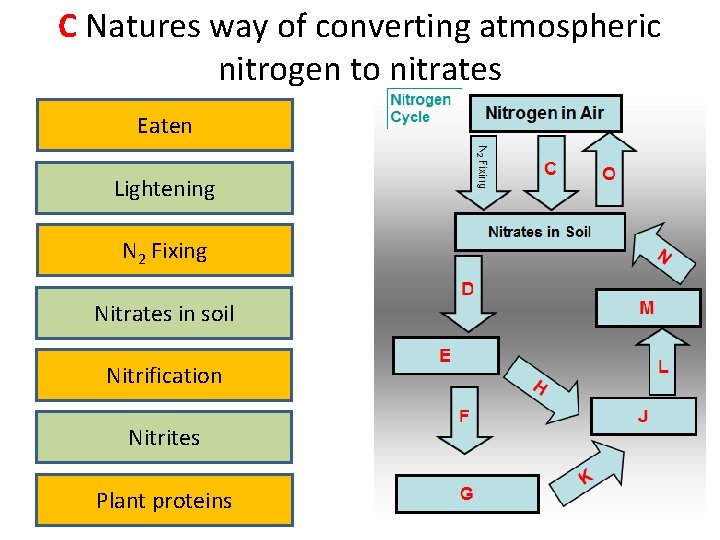 C Natures way of converting atmospheric nitrogen to nitrates Eaten Lightening N 2 Fixing