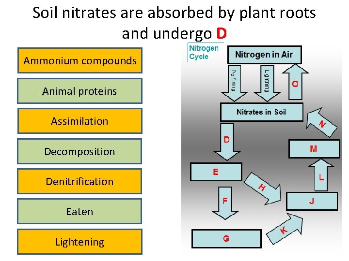 Soil nitrates are absorbed by plant roots and undergo D Ammonium compounds Animal proteins