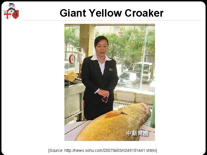Giant Yellow Croaker [Source: http: //news. sohu. com/20070403/n 249151441. shtml] © Z/Yen Group 2010