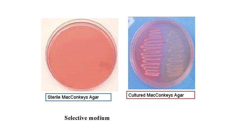 Sterile Mac. Conkeys Agar Selective medium Cultured Mac. Conkeys Agar 