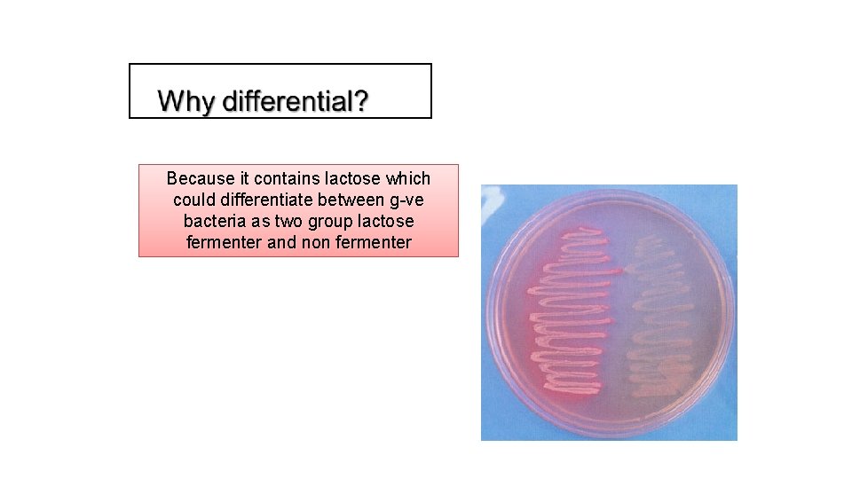 Because it contains lactose which could differentiate between g-ve bacteria as two group lactose