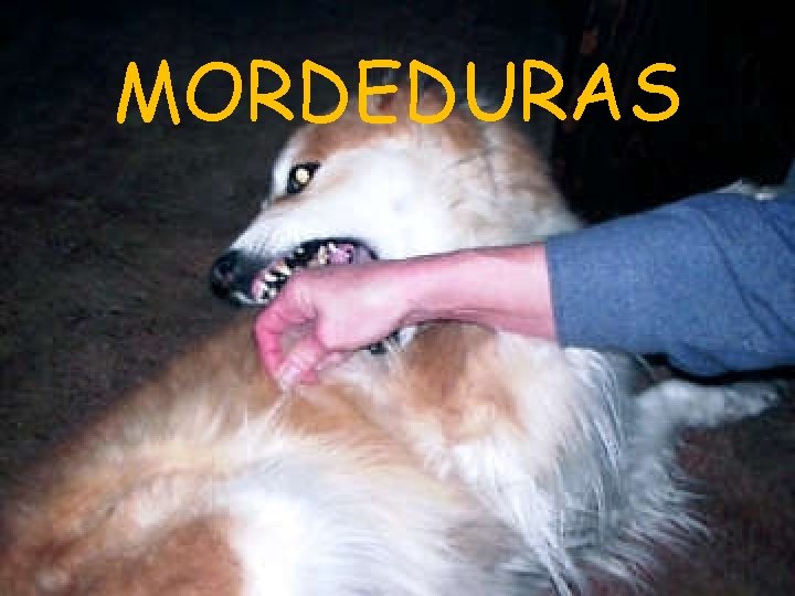 MORDEDURAS 
