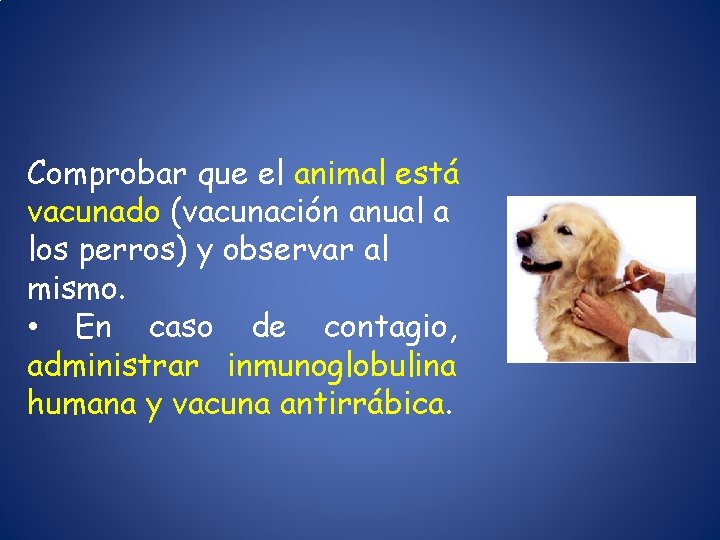 Comprobar que el animal está vacunado (vacunación anual a los perros) y observar al