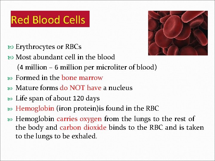 Red Blood Cells Erythrocytes or RBCs Most abundant cell in the blood (4 million