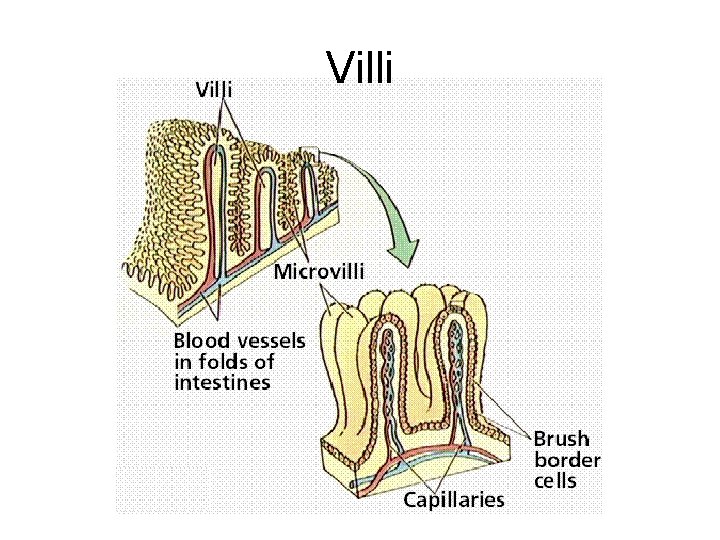 Villi 