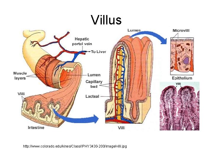 Villus http: //www. colorado. edu/kines/Class/IPHY 3430 -200/image/villi. jpg 