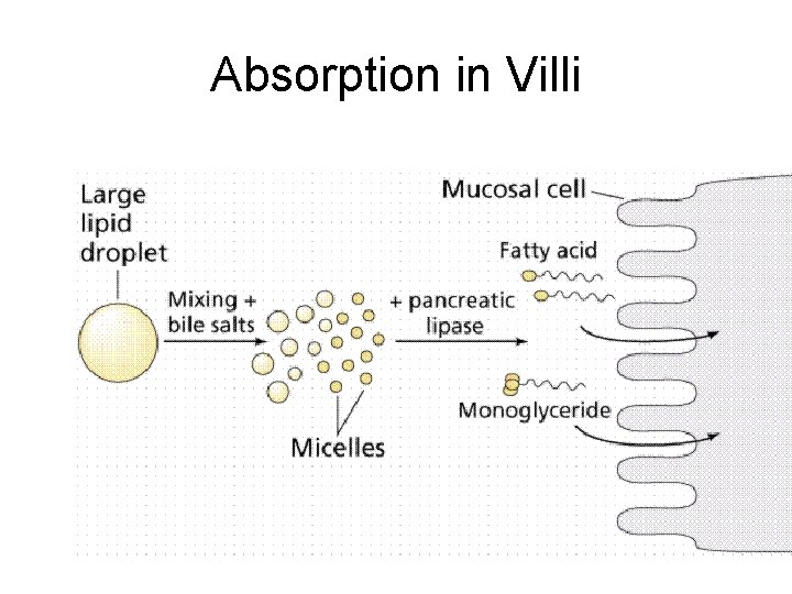 Absorption in Villi 