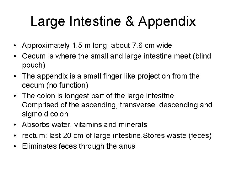 Large Intestine & Appendix • Approximately 1. 5 m long, about 7. 6 cm