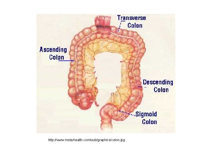 http: //www. mobyhealth. com/sub/graphics/colon. jpg 
