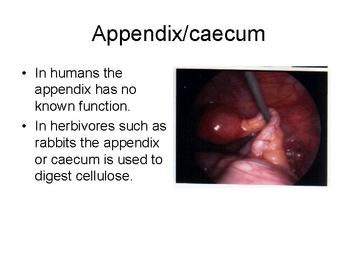 Appendix/caecum • In humans the appendix has no known function. • In herbivores such
