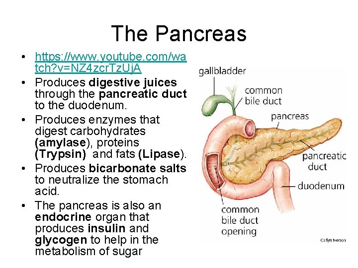 The Pancreas • https: //www. youtube. com/wa tch? v=NZ 4 zcr. Tz. Uj. A