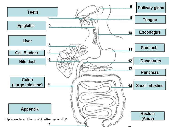 Teeth Salivary gland Tongue Epiglottis Esophagus Liver Stomach Gall Bladder Bile duct Duodenum Pancreas