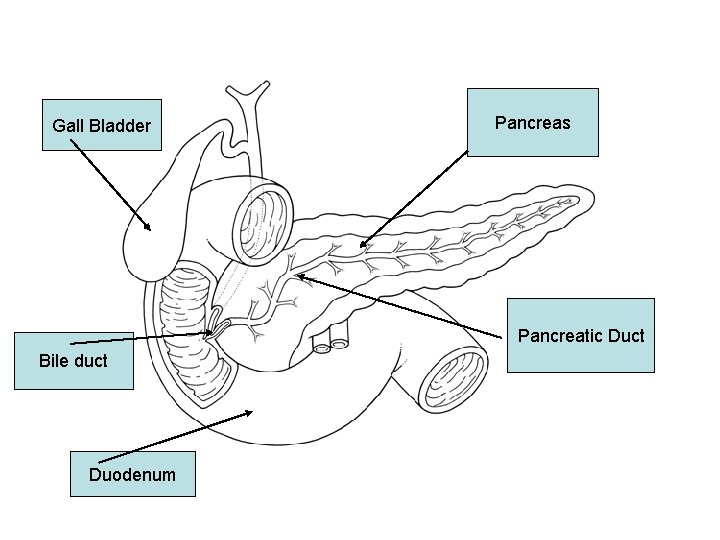 Gall Bladder Pancreas Pancreatic Duct Bile duct Duodenum 