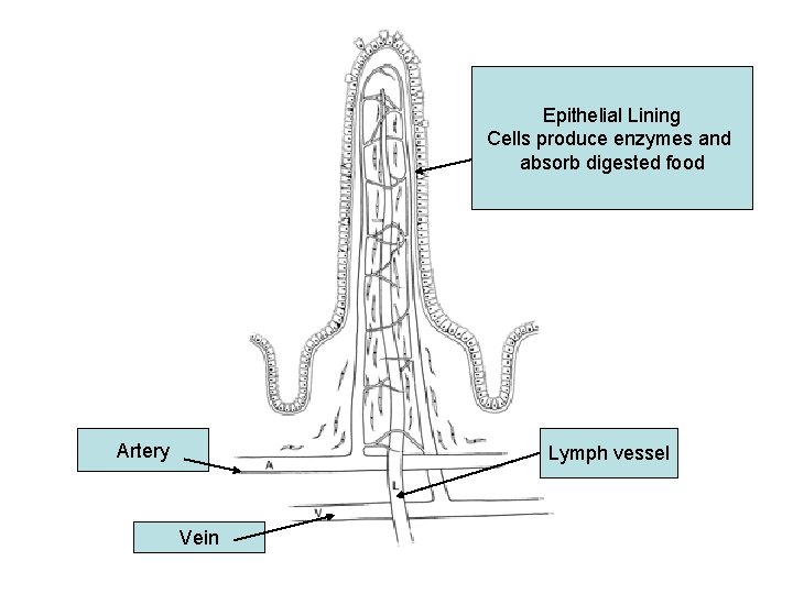 Epithelial Lining Cells produce enzymes and absorb digested food Artery Lymph vessel Vein 
