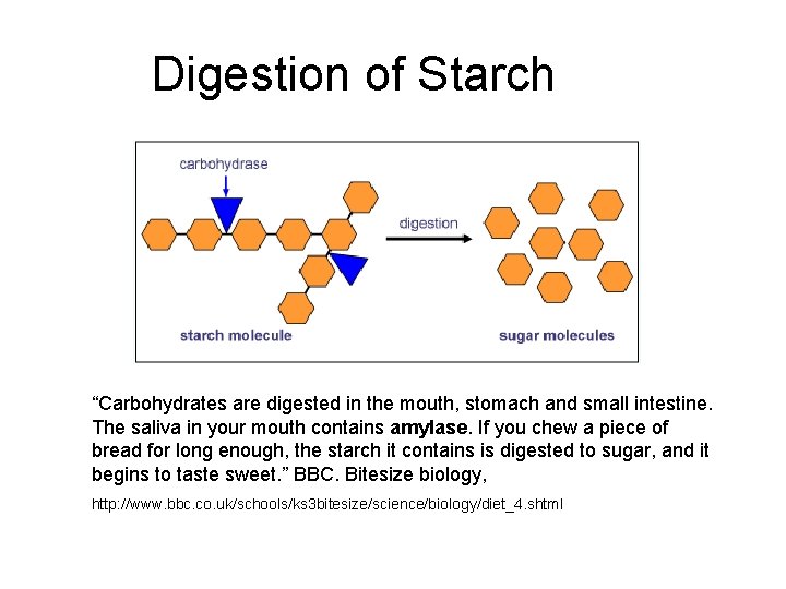 Digestion of Starch “Carbohydrates are digested in the mouth, stomach and small intestine. The