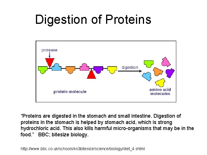 Digestion of Proteins “Proteins are digested in the stomach and small intestine. Digestion of