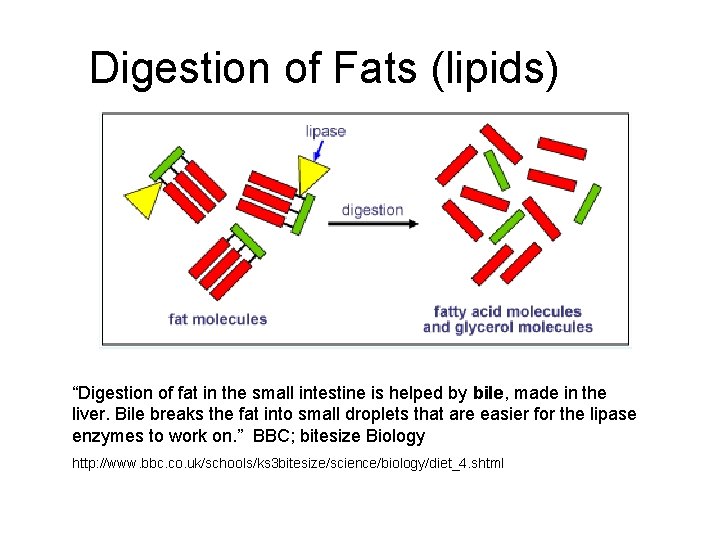 Digestion of Fats (lipids) “Digestion of fat in the small intestine is helped by