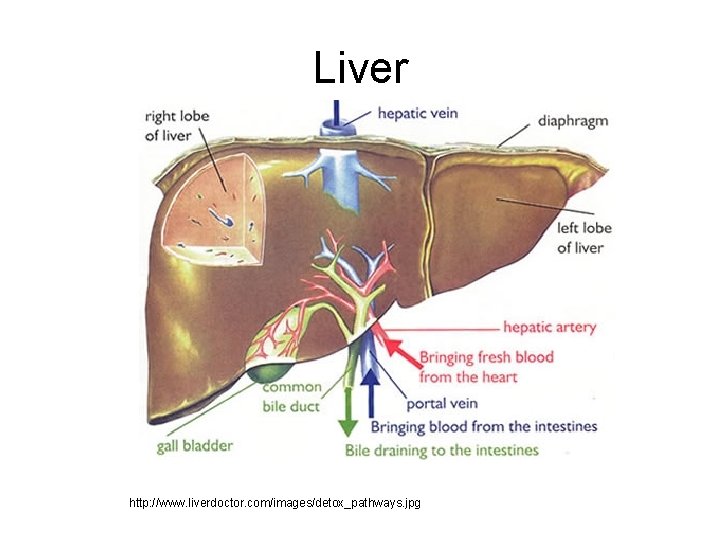 Liver http: //www. liverdoctor. com/images/detox_pathways. jpg 