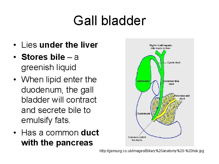 Gall bladder • Lies under the liver • Stores bile – a greenish liquid