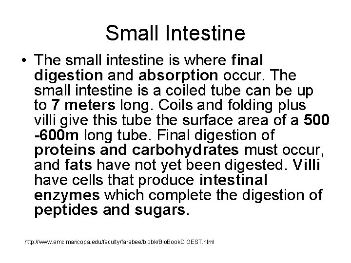 Small Intestine • The small intestine is where final digestion and absorption occur. The