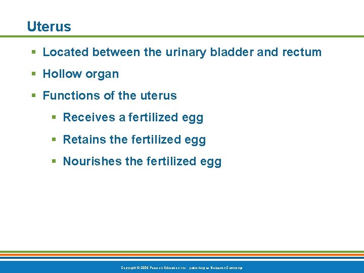 Uterus § Located between the urinary bladder and rectum § Hollow organ § Functions