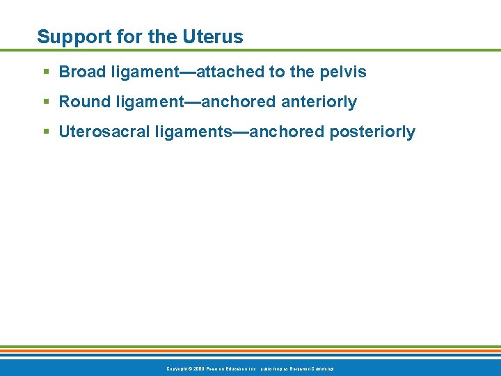 Support for the Uterus § Broad ligament—attached to the pelvis § Round ligament—anchored anteriorly