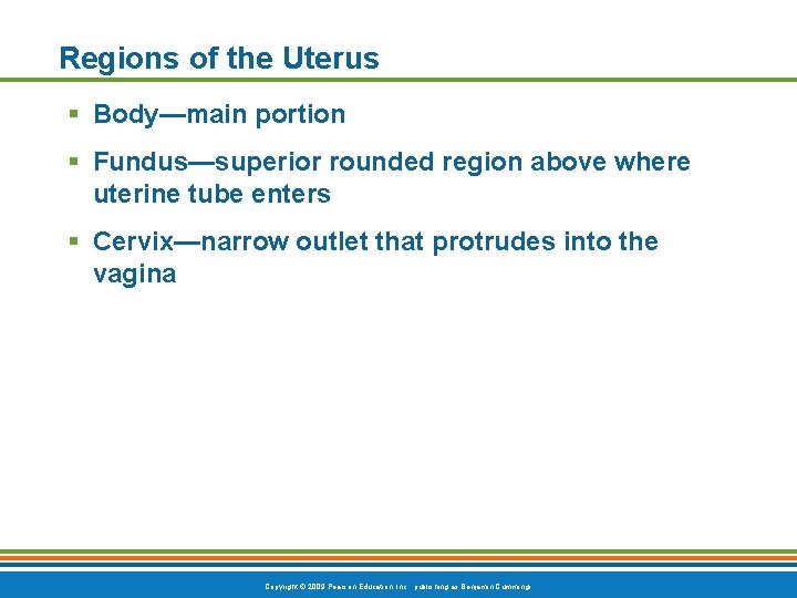 Regions of the Uterus § Body—main portion § Fundus—superior rounded region above where uterine