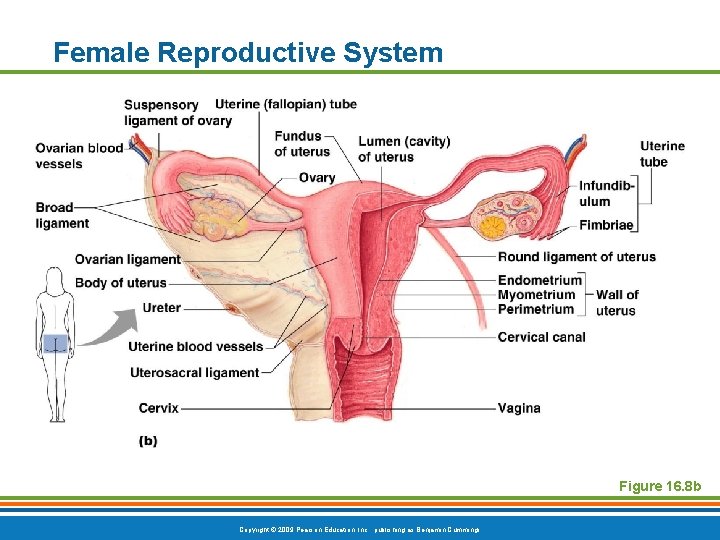 Female Reproductive System Figure 16. 8 b Copyright © 2009 Pearson Education, Inc. ,