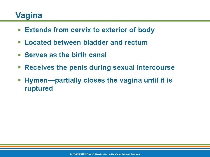 Vagina § Extends from cervix to exterior of body § Located between bladder and
