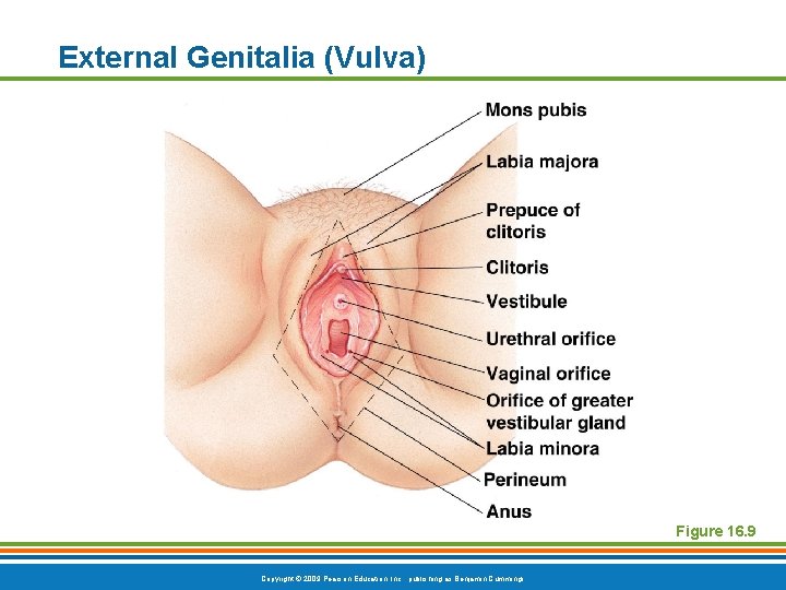 External Genitalia (Vulva) Figure 16. 9 Copyright © 2009 Pearson Education, Inc. , publishing