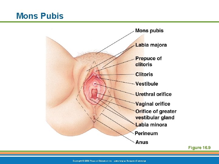 Mons Pubis Figure 16. 9 Copyright © 2009 Pearson Education, Inc. , publishing as