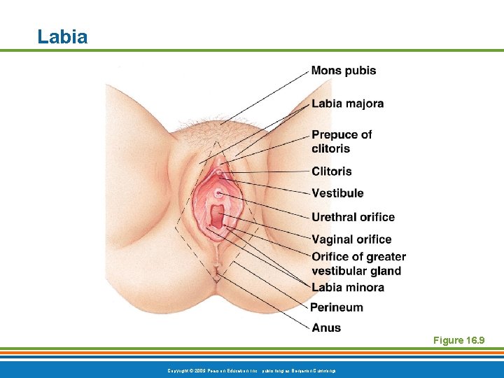 Labia Figure 16. 9 Copyright © 2009 Pearson Education, Inc. , publishing as Benjamin