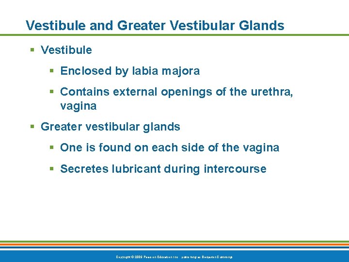 Vestibule and Greater Vestibular Glands § Vestibule § Enclosed by labia majora § Contains