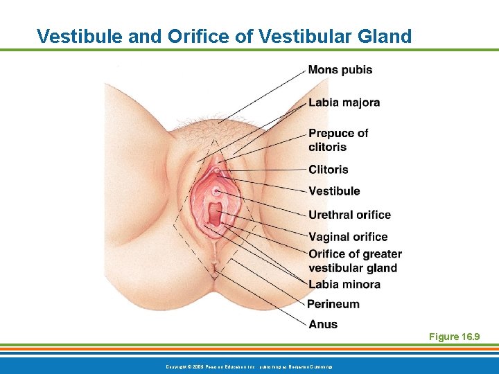 Vestibule and Orifice of Vestibular Gland Figure 16. 9 Copyright © 2009 Pearson Education,