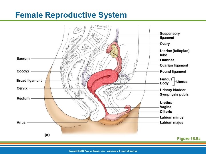 Female Reproductive System Figure 16. 8 a Copyright © 2009 Pearson Education, Inc. ,