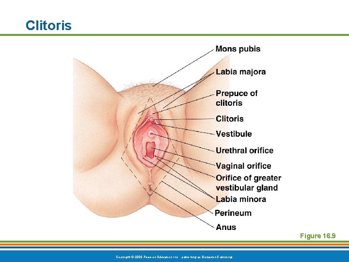 Clitoris Figure 16. 9 Copyright © 2009 Pearson Education, Inc. , publishing as Benjamin