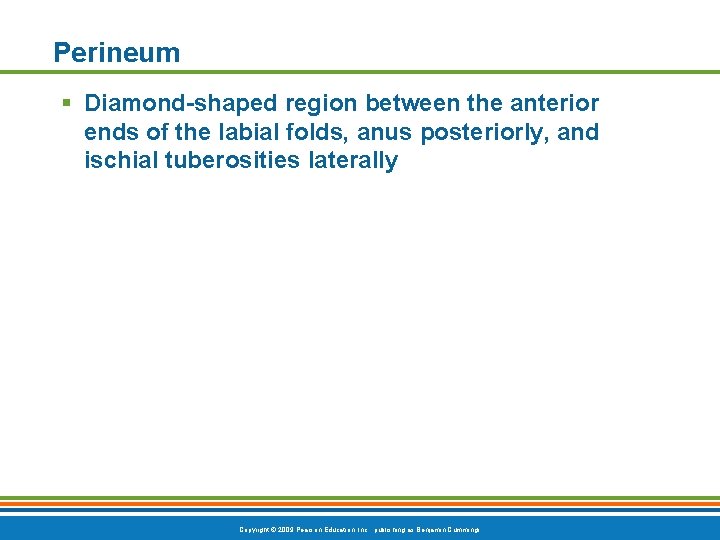 Perineum § Diamond-shaped region between the anterior ends of the labial folds, anus posteriorly,