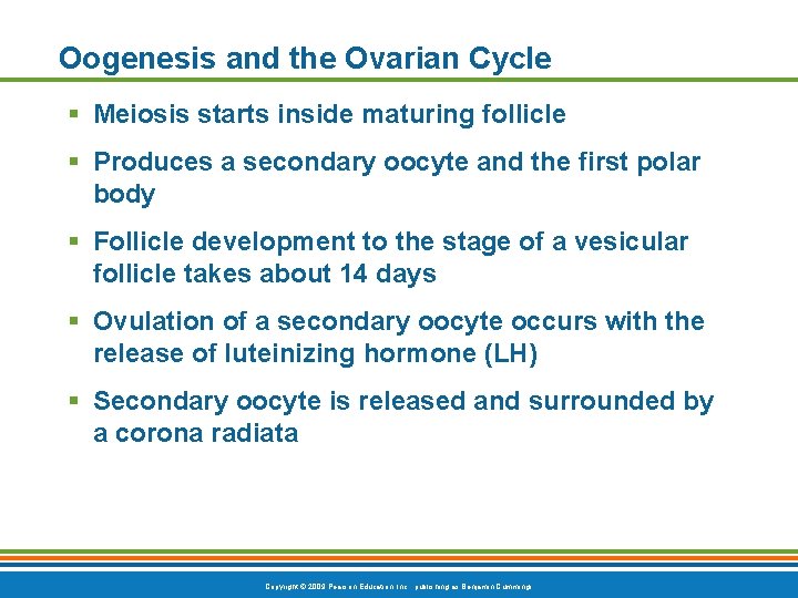 Oogenesis and the Ovarian Cycle § Meiosis starts inside maturing follicle § Produces a