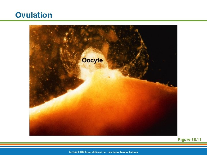 Ovulation Figure 16. 11 Copyright © 2009 Pearson Education, Inc. , publishing as Benjamin