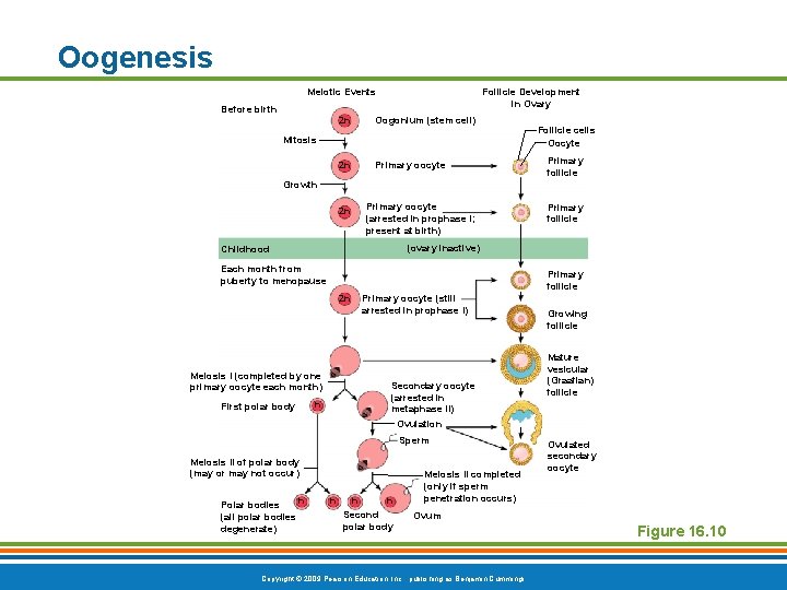 Oogenesis Meiotic Events Before birth Follicle Development in Ovary 2 n Oogonium (stem cell)