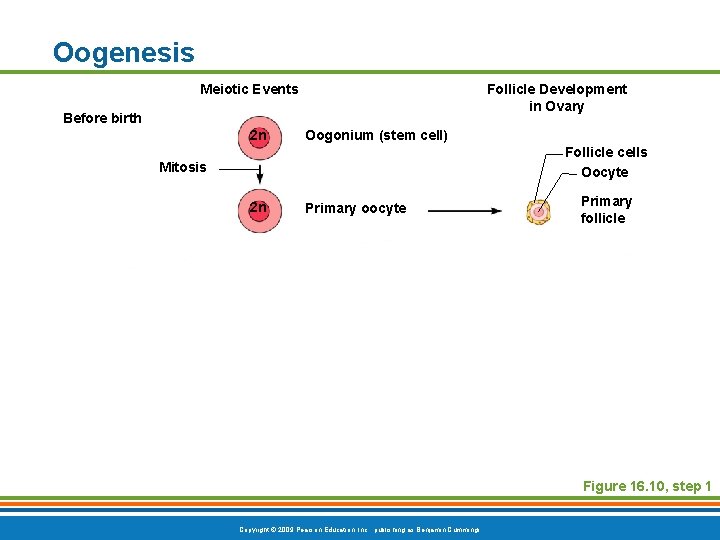 Oogenesis Meiotic Events Follicle Development in Ovary Before birth 2 n Oogonium (stem cell)