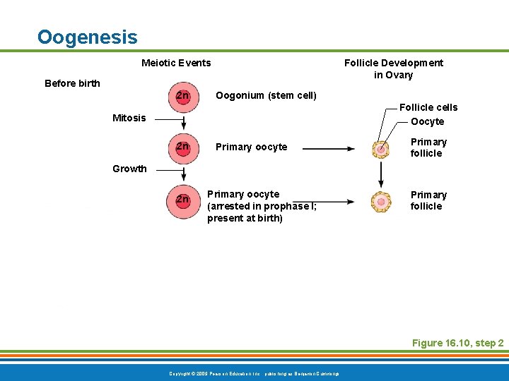 Oogenesis Meiotic Events Follicle Development in Ovary Before birth 2 n Oogonium (stem cell)