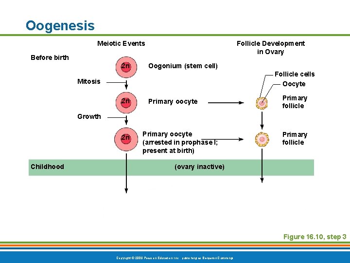 Oogenesis Meiotic Events Follicle Development in Ovary Before birth 2 n Oogonium (stem cell)
