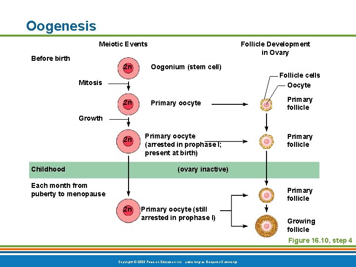 Oogenesis Meiotic Events Follicle Development in Ovary Before birth 2 n Oogonium (stem cell)