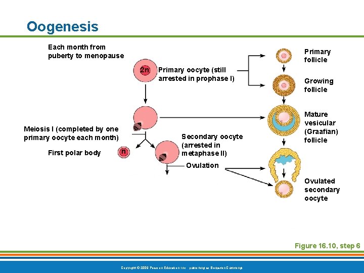 Oogenesis Each month from puberty to menopause Primary follicle 2 n Meiosis I (completed