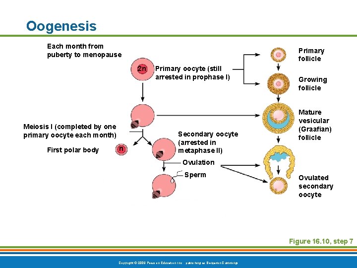 Oogenesis Each month from puberty to menopause Primary follicle 2 n Meiosis I (completed