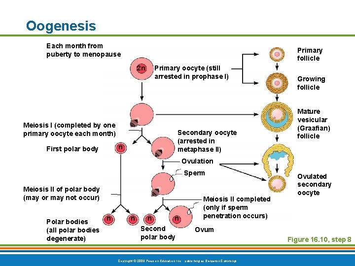 Oogenesis Each month from puberty to menopause Primary follicle 2 n Meiosis I (completed