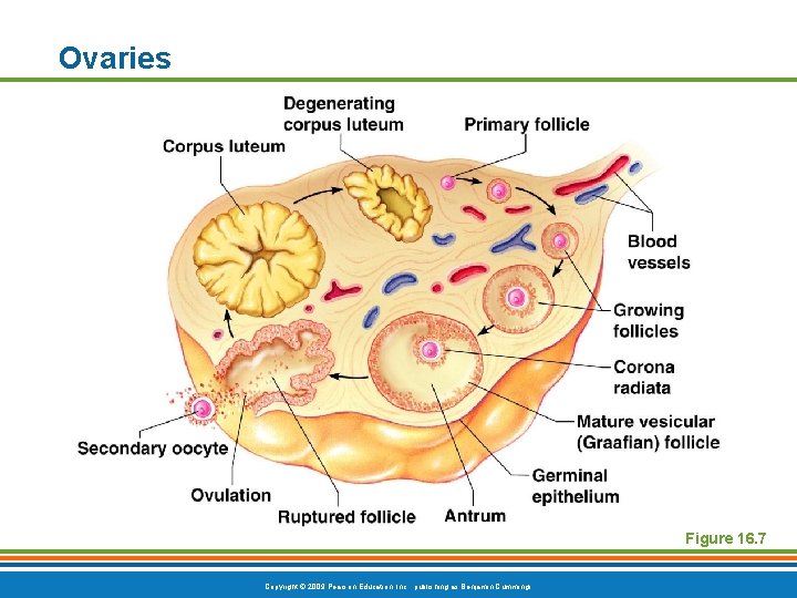 Ovaries Figure 16. 7 Copyright © 2009 Pearson Education, Inc. , publishing as Benjamin